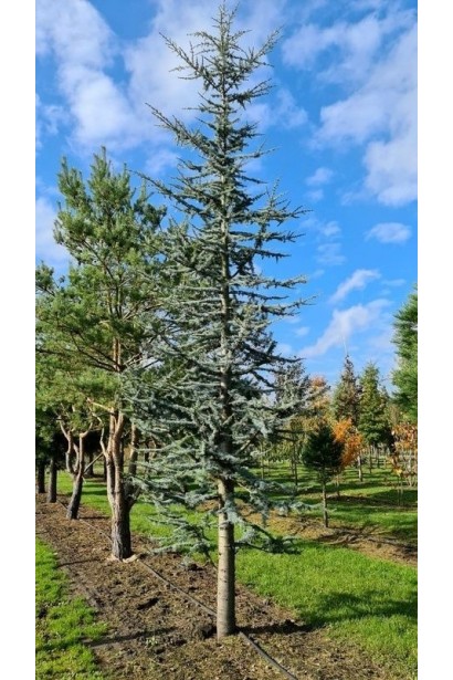 Кедр ліванський Глаука